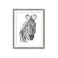 Picture of Sketched Zebras _GroupedProduct_Rectangle_Portrait_Mini_ _GroupedProduct_Rectangle_Portrait_Framed_Matted_