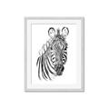 Picture of Sketched Zebras _GroupedProduct_Rectangle_Portrait_Mini_ _GroupedProduct_Rectangle_Portrait_Framed_Matted_