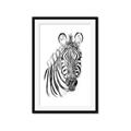 Picture of Sketched Zebras _GroupedProduct_Rectangle_Portrait_Mini_ _GroupedProduct_Rectangle_Portrait_Framed_Matted_