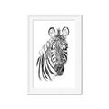 Picture of Sketched Zebras _GroupedProduct_Rectangle_Portrait_Mini_ _GroupedProduct_Rectangle_Portrait_Framed_Matted_