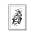 Picture of Sketched Zebras _GroupedProduct_Rectangle_Portrait_Mini_ _GroupedProduct_Rectangle_Portrait_Framed_Matted_