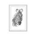 Picture of Sketched Zebras _GroupedProduct_Rectangle_Portrait_Mini_ _GroupedProduct_Rectangle_Portrait_Framed_Matted_