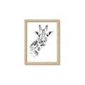 Picture of Sketched Giraffe _GroupedProduct_Rectangle_Portrait_Mini_ _GroupedProduct_Rectangle_Portrait_Framed_Matted_