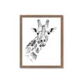 Picture of Sketched Giraffe _GroupedProduct_Rectangle_Portrait_Mini_ _GroupedProduct_Rectangle_Portrait_Framed_Matted_