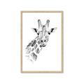 Picture of Sketched Giraffe _GroupedProduct_Rectangle_Portrait_Mini_ _GroupedProduct_Rectangle_Portrait_Framed_Matted_