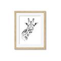 Picture of Sketched Giraffe _GroupedProduct_Rectangle_Portrait_Mini_ _GroupedProduct_Rectangle_Portrait_Framed_Matted_