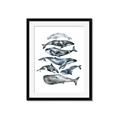 Picture of Fish Pattern _GroupedProduct_Rectangle_Portrait_Mini_ _GroupedProduct_Rectangle_Portrait_Framed_Matted_