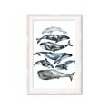 Picture of Fish Pattern _GroupedProduct_Rectangle_Portrait_Mini_ _GroupedProduct_Rectangle_Portrait_Framed_Matted_