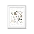 Picture of Cute Wild Animals II _GroupedProduct_Rectangle_Portrait_Mini_ _GroupedProduct_Rectangle_Portrait_Framed_Matted_