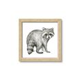 Picture of Forest Raccoon  _GroupedProduct_Square_Mini_ _GroupedProduct_Square_Framed_Matted_
