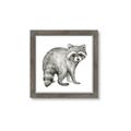 Picture of Forest Raccoon  _GroupedProduct_Square_Mini_ _GroupedProduct_Square_Framed_Matted_
