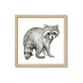 Picture of Forest Raccoon  _GroupedProduct_Square_Mini_ _GroupedProduct_Square_Framed_Matted_