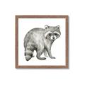 Picture of Forest Raccoon  _GroupedProduct_Square_Mini_ _GroupedProduct_Square_Framed_Matted_