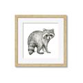 Picture of Forest Raccoon  _GroupedProduct_Square_Mini_ _GroupedProduct_Square_Framed_Matted_