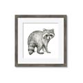 Picture of Forest Raccoon  _GroupedProduct_Square_Mini_ _GroupedProduct_Square_Framed_Matted_