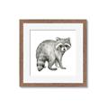 Picture of Forest Raccoon  _GroupedProduct_Square_Mini_ _GroupedProduct_Square_Framed_Matted_