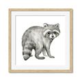 Picture of Forest Raccoon  _GroupedProduct_Square_Mini_ _GroupedProduct_Square_Framed_Matted_