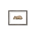 Picture of Baby grizzly bear I _GroupedProduct_Rectangle_Landscape_Mini_ _GroupedProduct_Rectangle_Landscape_Framed_Matted_