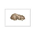 Picture of Baby grizzly bear II _GroupedProduct_Rectangle_Landscape_Mini_ _GroupedProduct_Rectangle_Landscape_Framed_Matted_