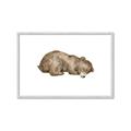 Picture of Baby grizzly bear II _GroupedProduct_Rectangle_Landscape_Mini_ _GroupedProduct_Rectangle_Landscape_Framed_Matted_