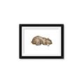 Picture of Baby grizzly bear II _GroupedProduct_Rectangle_Landscape_Mini_ _GroupedProduct_Rectangle_Landscape_Framed_Matted_
