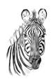 Picture of Sketched Zebras _GroupedProduct_Rectangle_Portrait_Mini_ _GroupedProduct_Rectangle_Portrait_Unframed_Print_Only_