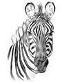 Picture of Sketched Zebras _GroupedProduct_Rectangle_Portrait_Mini_ _GroupedProduct_Rectangle_Portrait_Unframed_Print_Only_