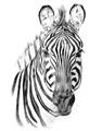 Picture of Sketched Zebras _GroupedProduct_Rectangle_Portrait_Mini_ _GroupedProduct_Rectangle_Portrait_Unframed_Print_Only_
