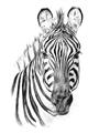 Picture of Sketched Zebras _GroupedProduct_Rectangle_Portrait_Mini_ _GroupedProduct_Rectangle_Portrait_Unframed_Print_Only_