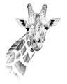Picture of Sketched Giraffe _GroupedProduct_Rectangle_Portrait_Mini_ _GroupedProduct_Rectangle_Portrait_Unframed_Print_Only_