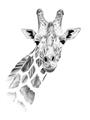 Picture of Sketched Giraffe _GroupedProduct_Rectangle_Portrait_Mini_ _GroupedProduct_Rectangle_Portrait_Unframed_Print_Only_