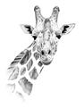 Picture of Sketched Giraffe _GroupedProduct_Rectangle_Portrait_Mini_ _GroupedProduct_Rectangle_Portrait_Unframed_Print_Only_