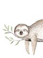 Picture of Kid sloth _GroupedProduct_Rectangle_Portrait_Mini_ _GroupedProduct_Rectangle_Portrait_Unframed_Print_Only_