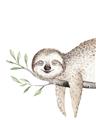 Picture of Kid sloth _GroupedProduct_Rectangle_Portrait_Mini_ _GroupedProduct_Rectangle_Portrait_Unframed_Print_Only_