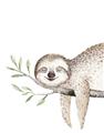 Picture of Kid sloth _GroupedProduct_Rectangle_Portrait_Mini_ _GroupedProduct_Rectangle_Portrait_Unframed_Print_Only_