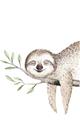 Picture of Kid sloth _GroupedProduct_Rectangle_Portrait_Mini_ _GroupedProduct_Rectangle_Portrait_Unframed_Print_Only_