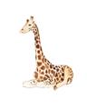 Picture of Cute Baby Giraffe _GroupedProduct_Rectangle_Portrait_Mini_ _GroupedProduct_Rectangle_Portrait_Unframed_Print_Only_