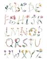 Picture of Botanical alphabet _GroupedProduct_Rectangle_Portrait_Mini_ _GroupedProduct_Rectangle_Portrait_Unframed_Print_Only_