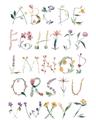 Picture of Botanical alphabet _GroupedProduct_Rectangle_Portrait_Mini_ _GroupedProduct_Rectangle_Portrait_Unframed_Print_Only_