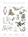 Picture of Cute Wild Animals II _GroupedProduct_Rectangle_Portrait_Mini_ _GroupedProduct_Rectangle_Portrait_Unframed_Print_Only_
