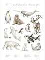 Picture of Cute Wild Animals II _GroupedProduct_Rectangle_Portrait_Mini_ _GroupedProduct_Rectangle_Portrait_Unframed_Print_Only_