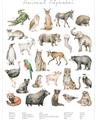 Picture of African wild animals II _GroupedProduct_Rectangle_Portrait_Mini_ _GroupedProduct_Rectangle_Portrait_Unframed_Print_Only_