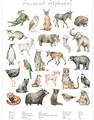 Picture of African wild animals II _GroupedProduct_Rectangle_Portrait_Mini_ _GroupedProduct_Rectangle_Portrait_Unframed_Print_Only_