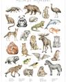 Picture of Cute Wild Animals I _GroupedProduct_Rectangle_Portrait_Mini_ _GroupedProduct_Rectangle_Portrait_Unframed_Print_Only_