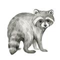 Picture of Forest Raccoon  _GroupedProduct_Square_Mini_ _GroupedProduct_Square_Unframed_Print_Only_
