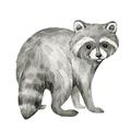 Picture of Forest Raccoon  _GroupedProduct_Square_Mini_ _GroupedProduct_Square_Unframed_Print_Only_