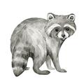 Picture of Forest Raccoon  _GroupedProduct_Square_Mini_ _GroupedProduct_Square_Unframed_Print_Only_