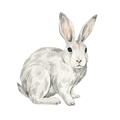 Picture of Forest Bunny _GroupedProduct_Square_Mini_ _GroupedProduct_Square_Unframed_Print_Only_