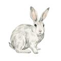 Picture of Forest Bunny _GroupedProduct_Square_Mini_ _GroupedProduct_Square_Unframed_Print_Only_