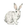 Picture of Forest Bunny _GroupedProduct_Square_Mini_ _GroupedProduct_Square_Unframed_Print_Only_
